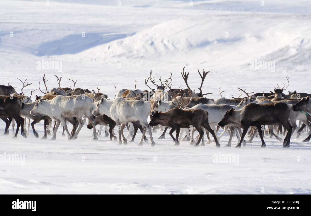 Le renne (Rangifer tarandus) sur la chaleur. L'Arctique, l'île de Kolguev, mer de Barents, la Russie. Banque D'Images