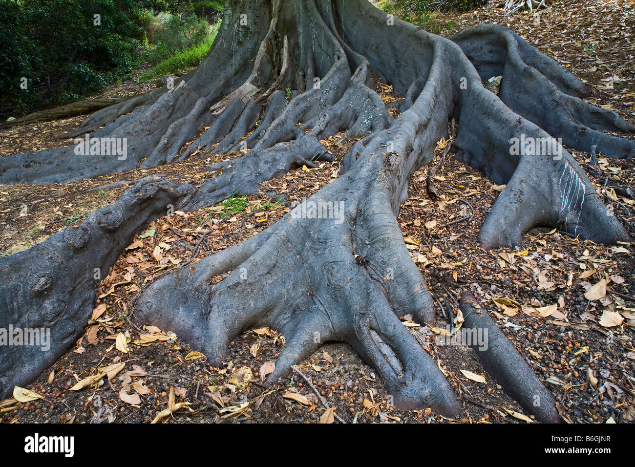 Grosses racines d'un vieux figuier dans Kings Park Australie Occidentale Banque D'Images