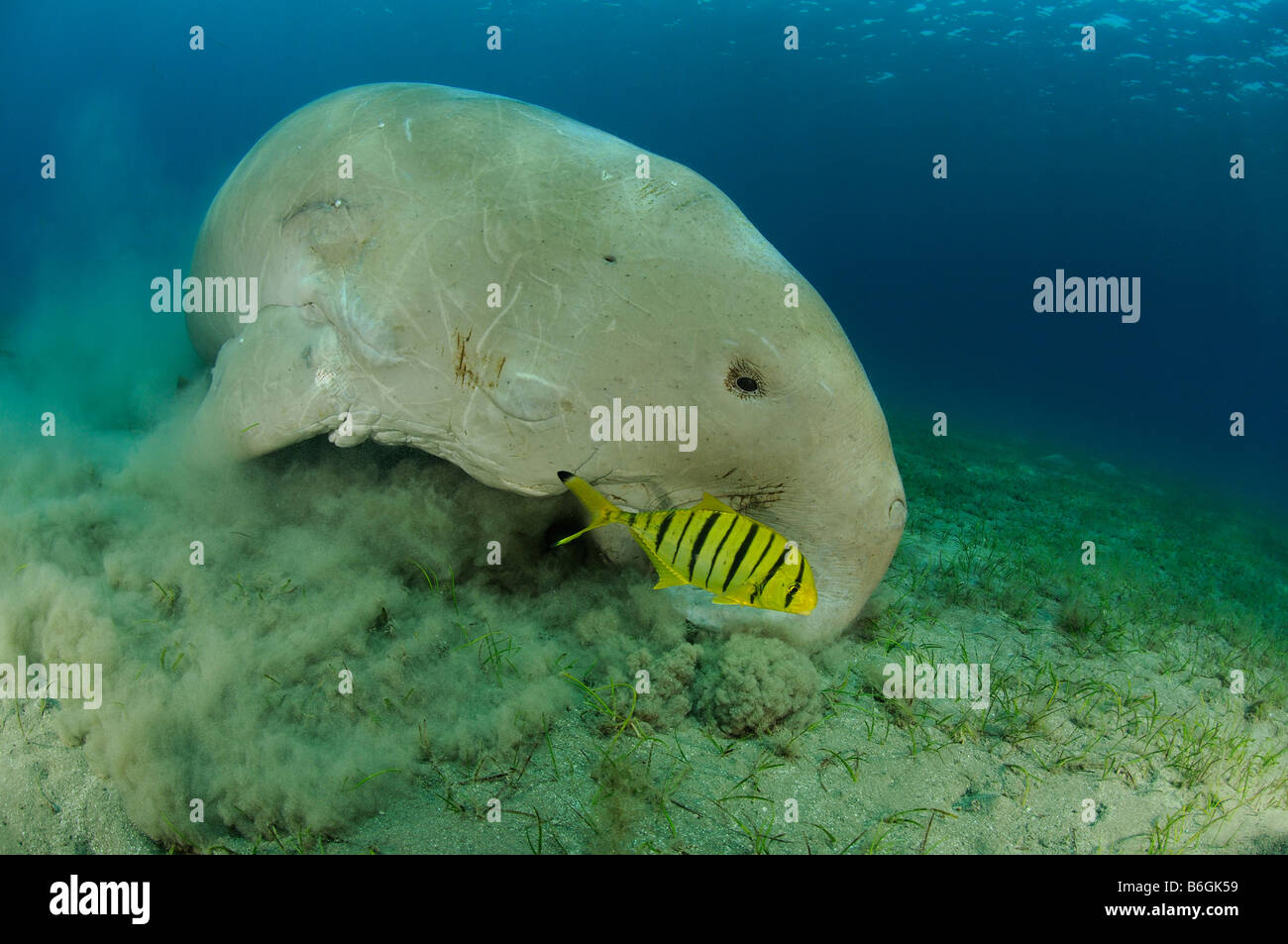 Gnathanodon speciosus et Dugong dugon, seacow et Golden trevally Banque D'Images