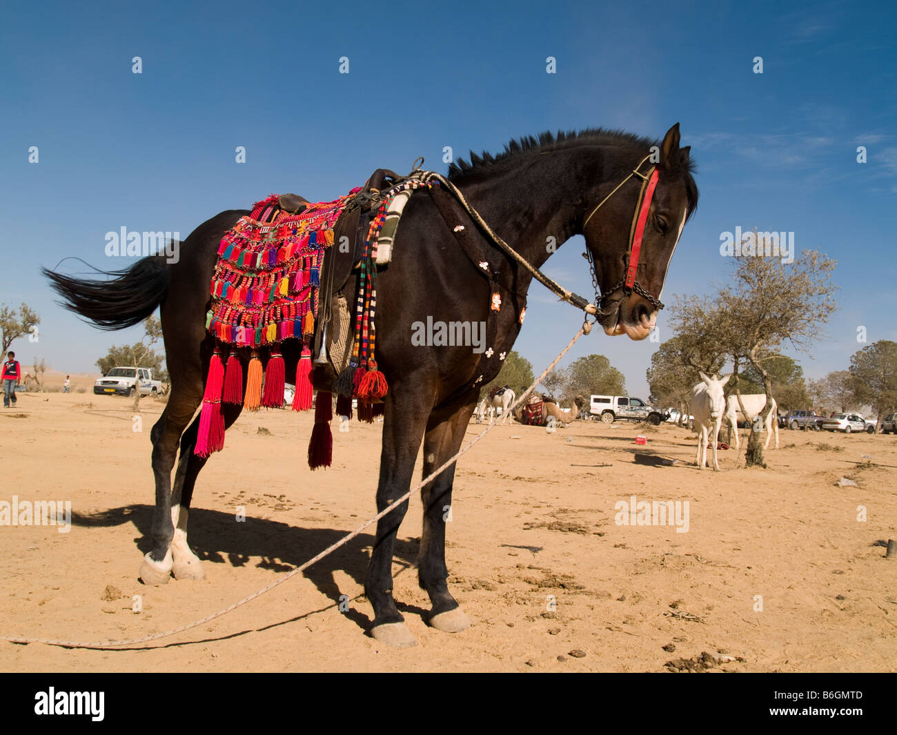Israël Camel race près de Arad dans le Néguev, les Bédouins arabes décorées par un cheval debout Banque D'Images