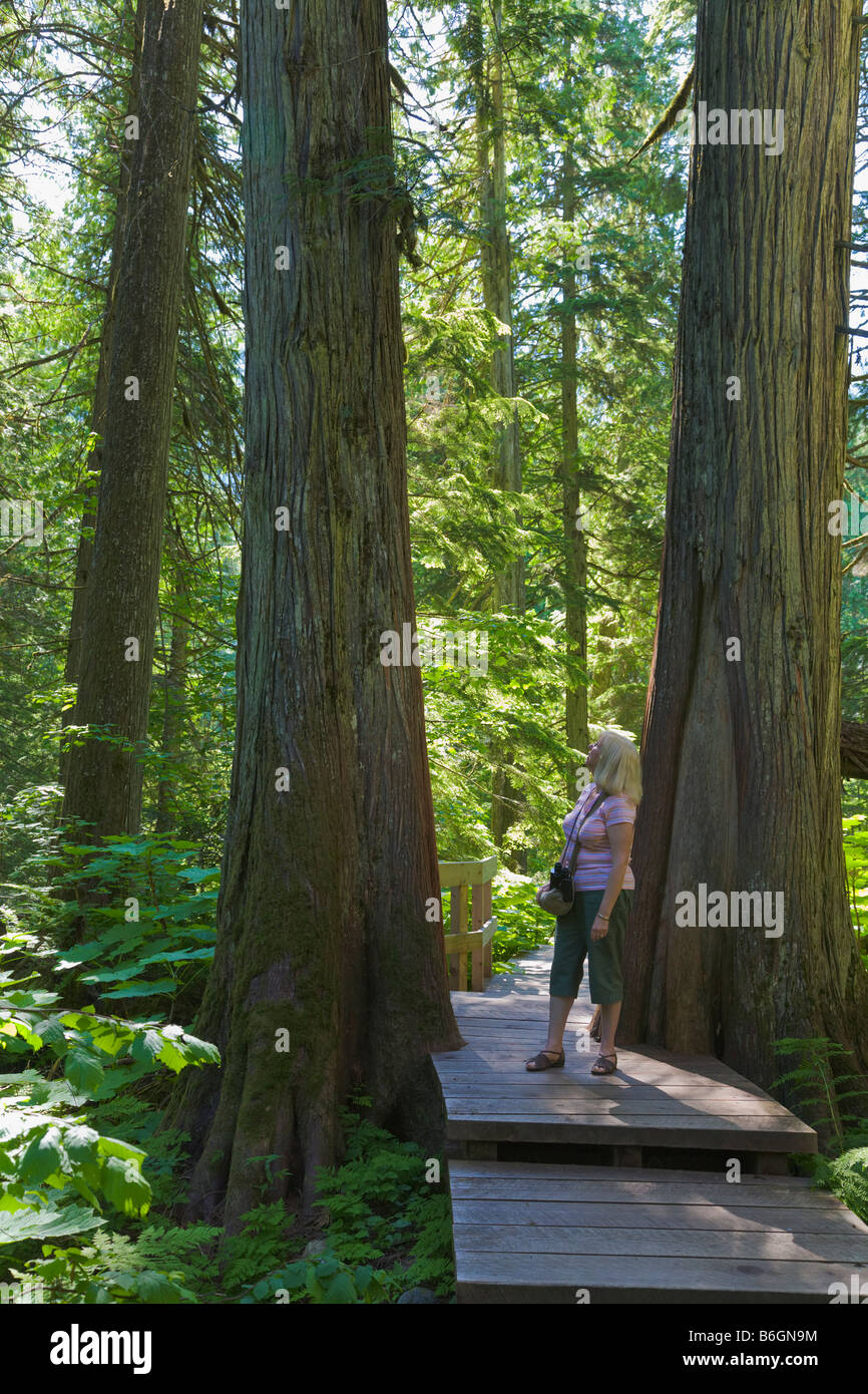 Femme sur les géants Cedar Trail 'British Columbia Canada Banque D'Images