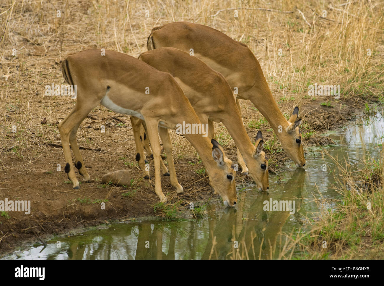 Sauvages de la faune 3 trois antilopes Impala Aepyceros melampus sud-Afrika afrique du sud, à la réflexion de la lumière du soir waterhole reflecti Banque D'Images Sauvages de la faune 3 trois antilopes Impala Aepyceros melampus sud-Afrika afrique du sud, à la réflexion de la lumière du soir waterhole reflecti Banque D'Images
