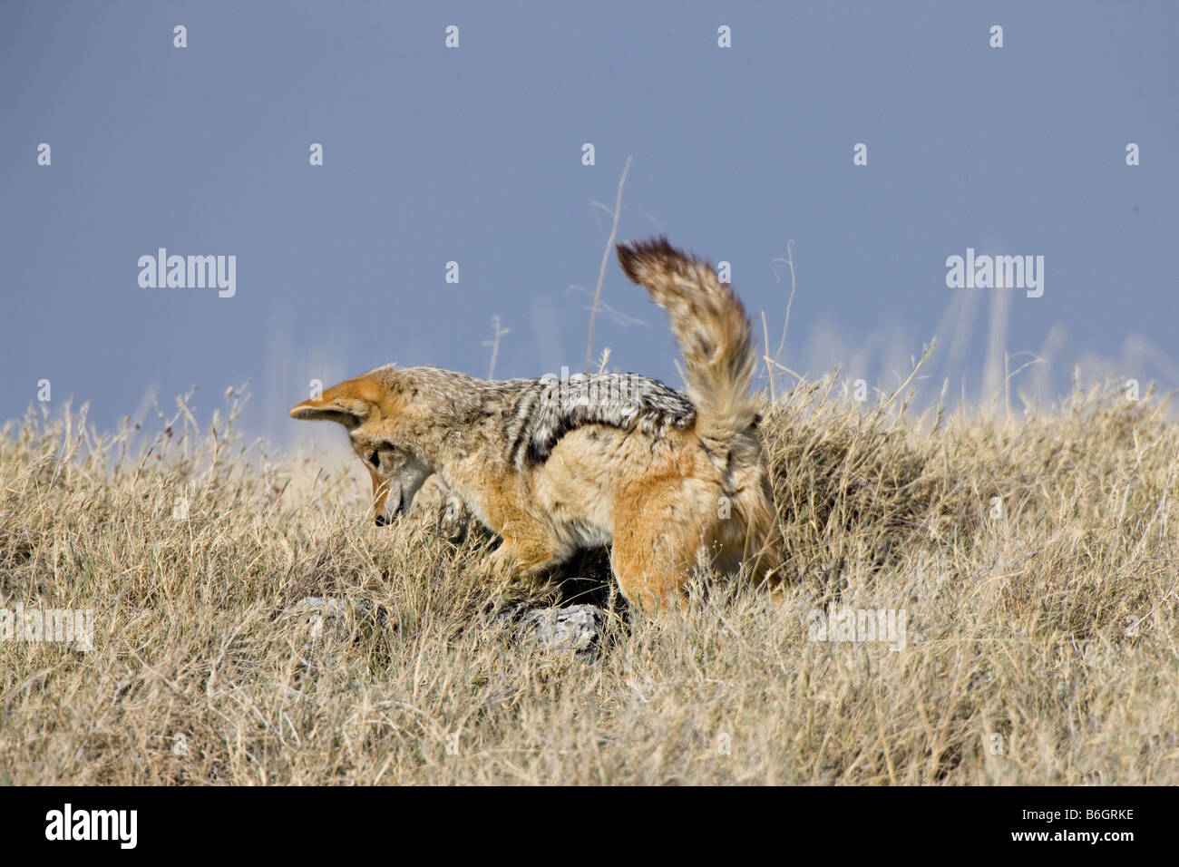 Silverbacked Jackal Chasse, Etosha National Park Banque D'Images