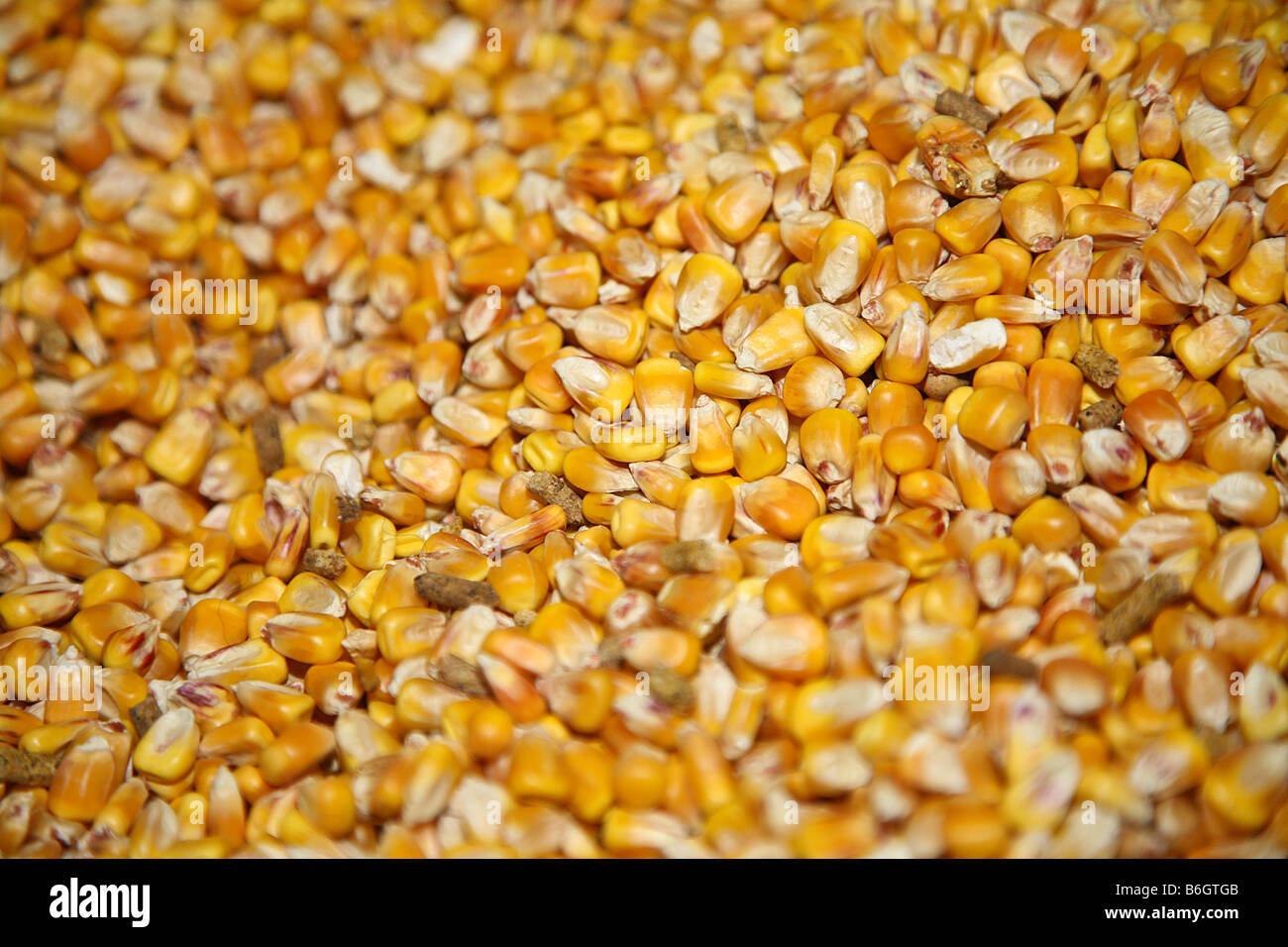Mélange de maïs dans l'alimentation animale Banque D'Images