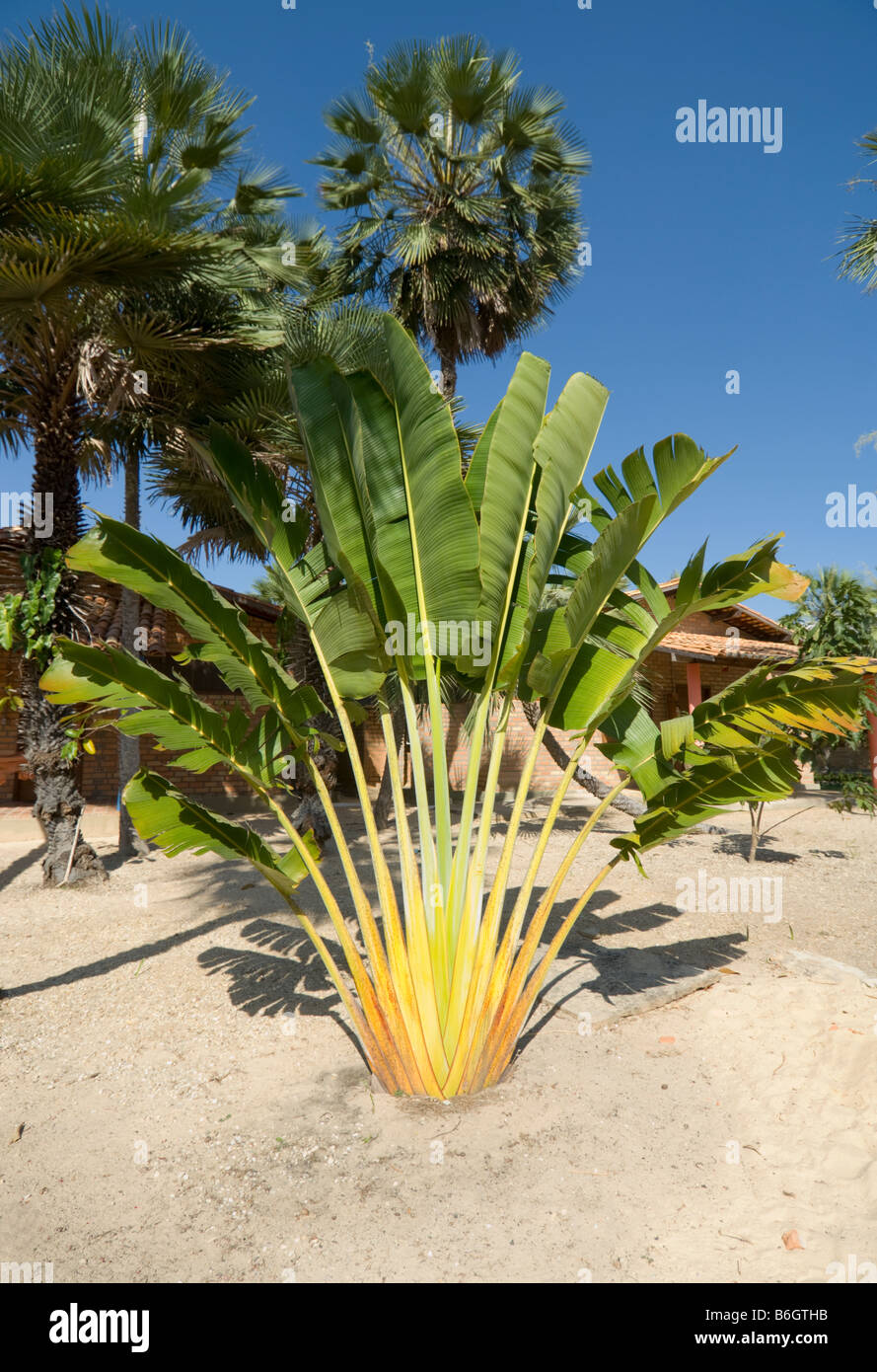 Maranhao Brésil bananier Banque D'Images