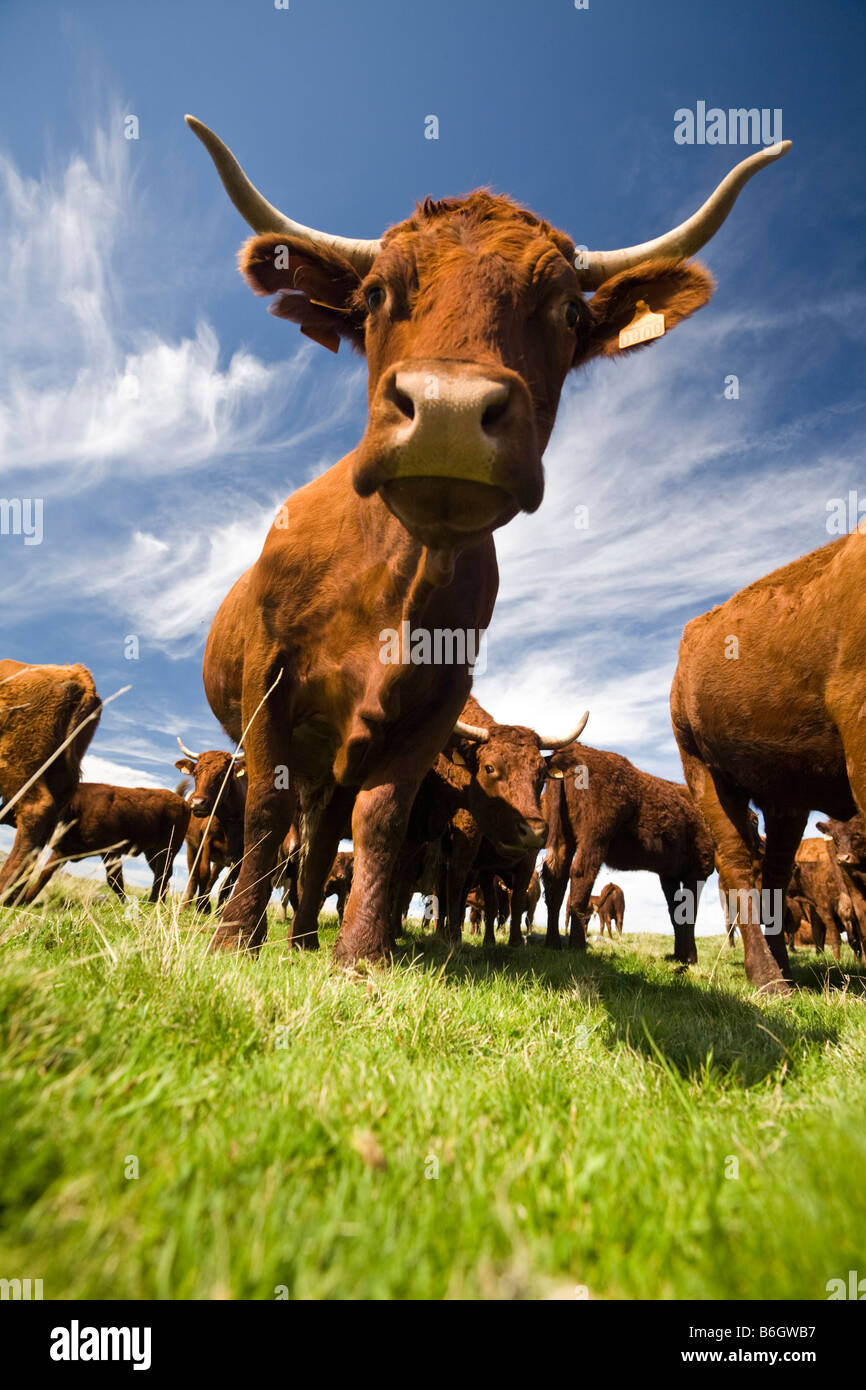 Les vaches Salers (Bos taurus domesticus) dans le Massif du Sancy (Puy de Dôme - France). Vaches Salers dans le Massif du Sancy (France). Banque D'Images