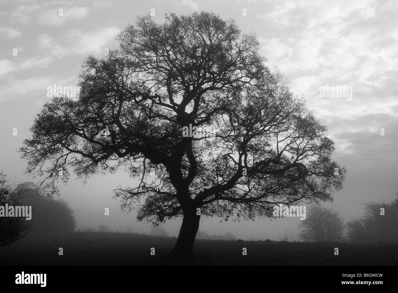 Arbre de chêne sur un matin d'hiver brumeux, England, UK Banque D'Images