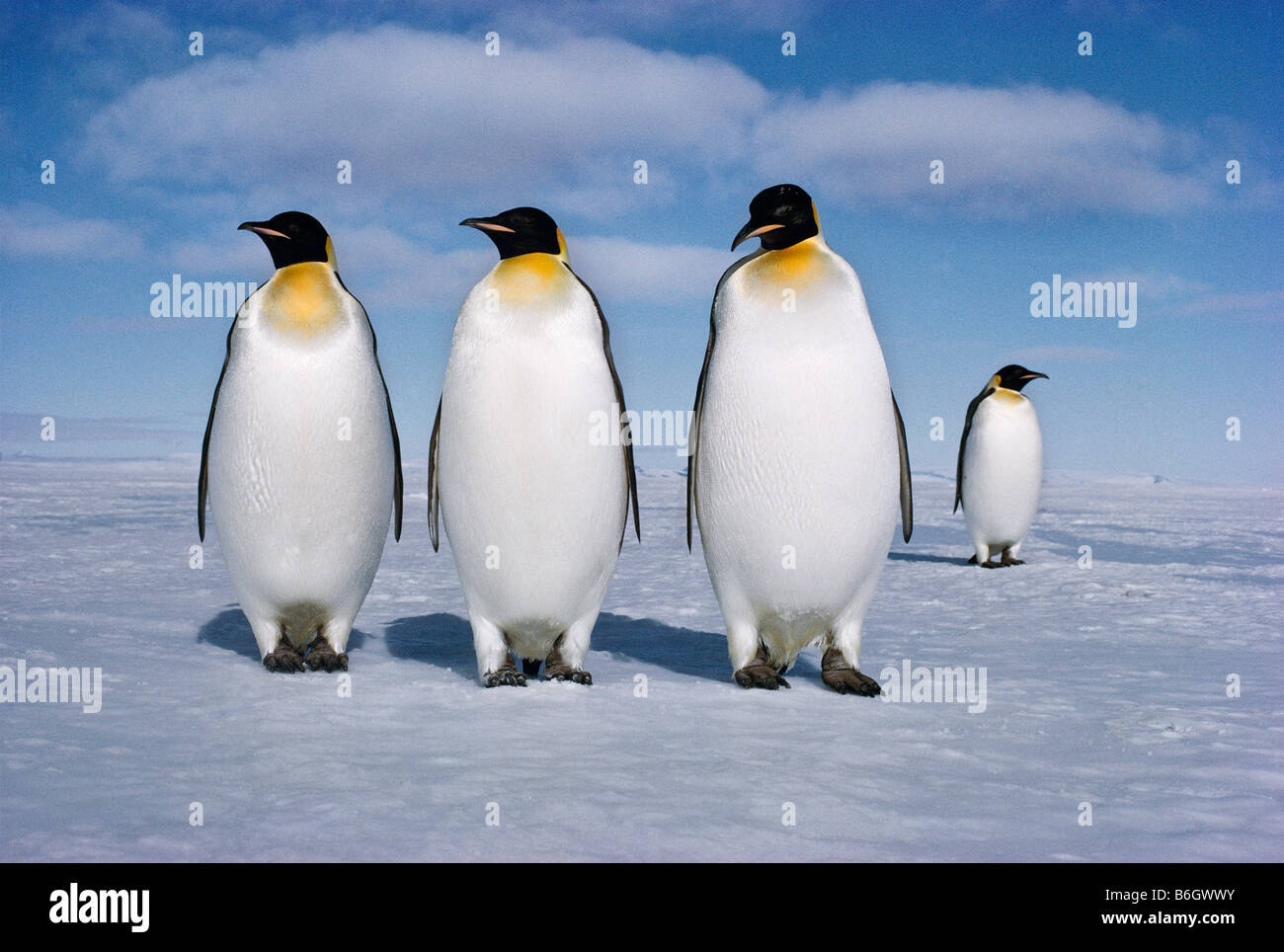 Aptenodytes forsteri, manchots empereurs, l'homme manchot empereur détient le seul oeuf sur ses pieds pour deux mois d'hiver Banque D'Images