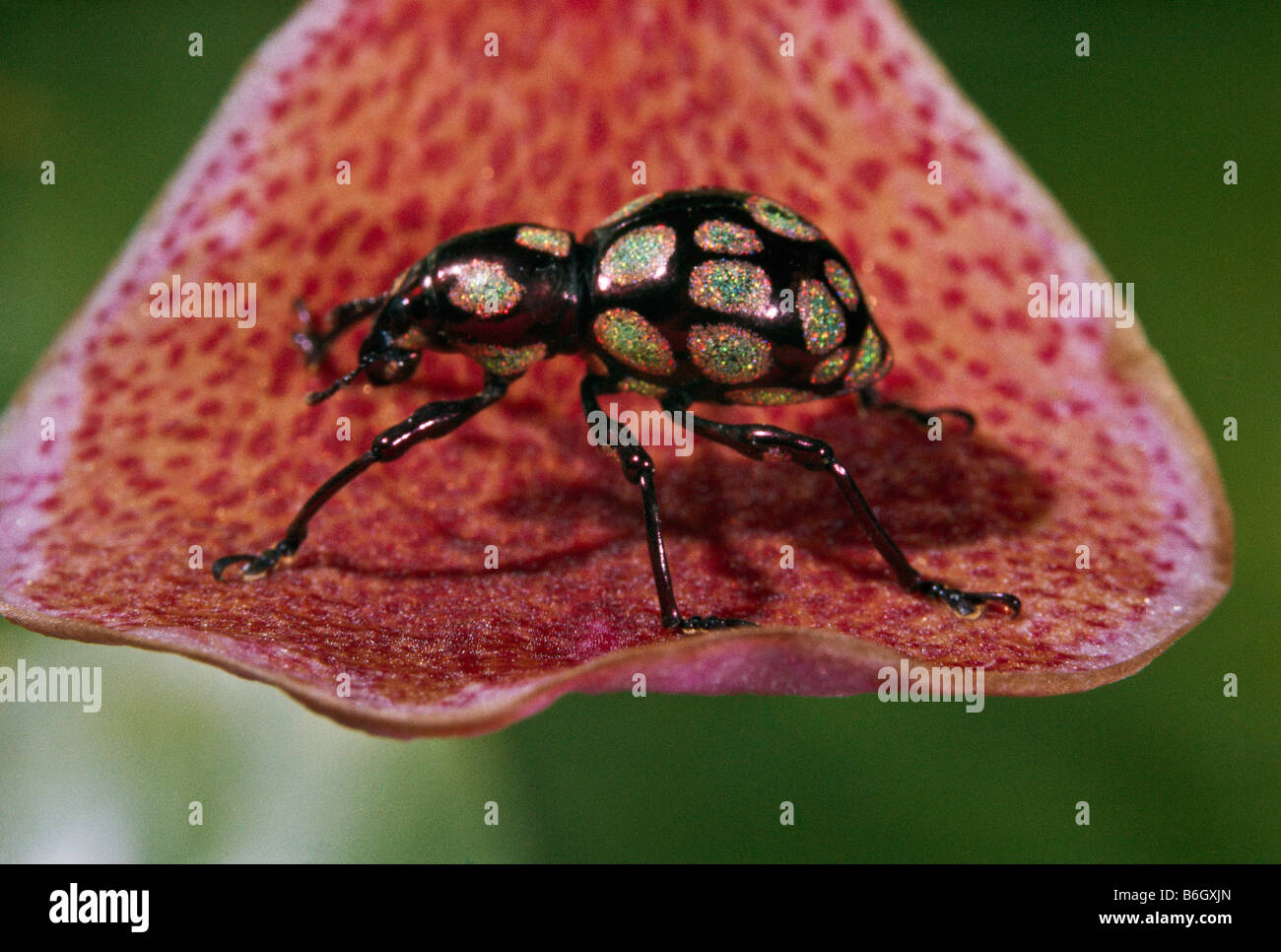 Bijou scarabée, Curculionidae coléoptères Pachyrhynchus gemmatus sparkle littéralement comme des diamants. L'un des plus colorés du monde Banque D'Images
