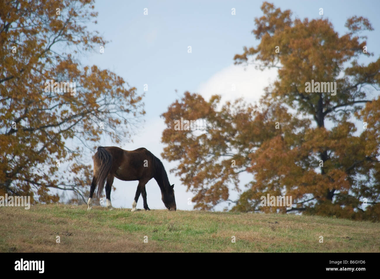 Chevaux au fier esprit Horse Rescue Arkansas Banque D'Images