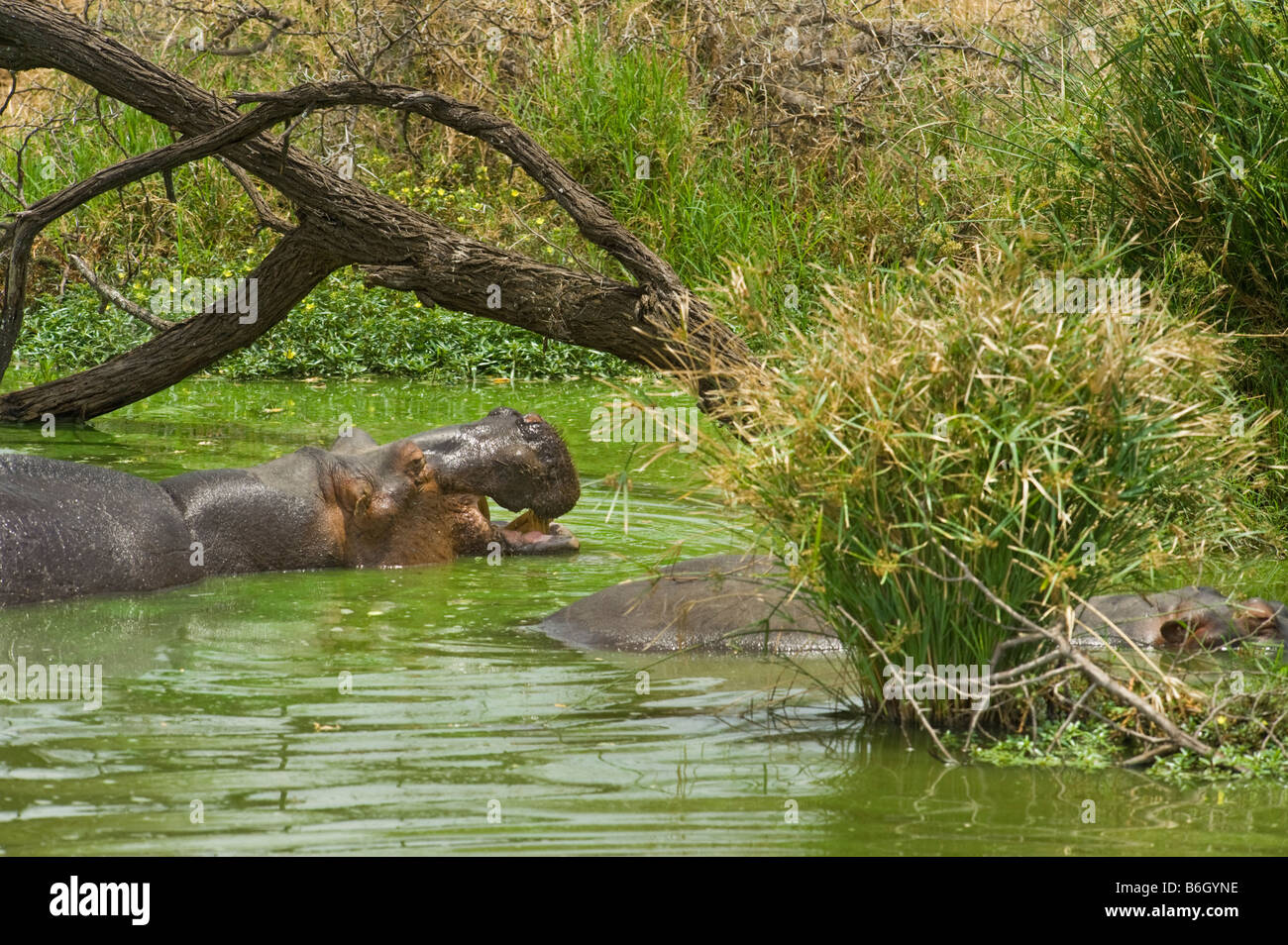 L'état sauvage des animaux Hippopotame amphibie d'hippopotame dans l'eau point d'eau au sud-Afrika afrique du sud baignoire Bain ambiance panorama vert Banque D'Images