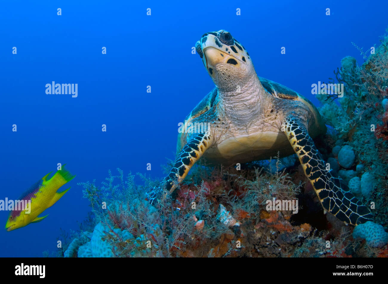 La tortue imbriquée Eretmochelys imbricata tortue de mer à Palm Beach County FL Banque D'Images