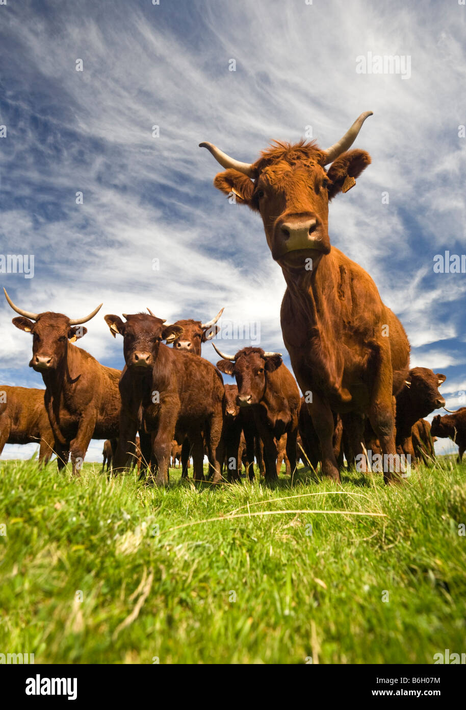 Les vaches Salers (Bos taurus domesticus) dans le Massif du Sancy (Puy de Dôme - France). Vaches Salers dans le Massif du Sancy (France). Banque D'Images