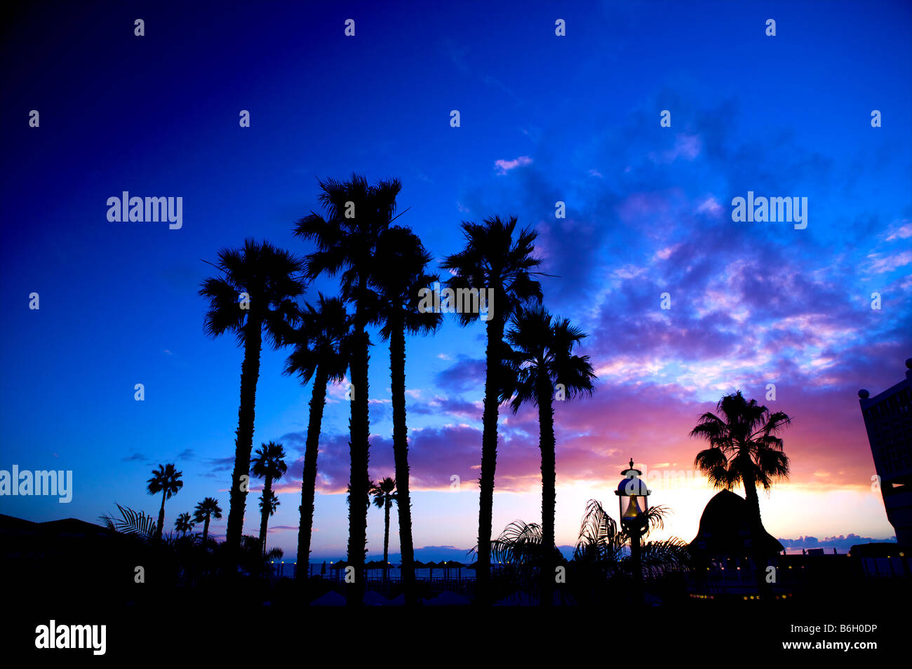 Palmiers Contre Un Coucher De Soleil En Californie à San