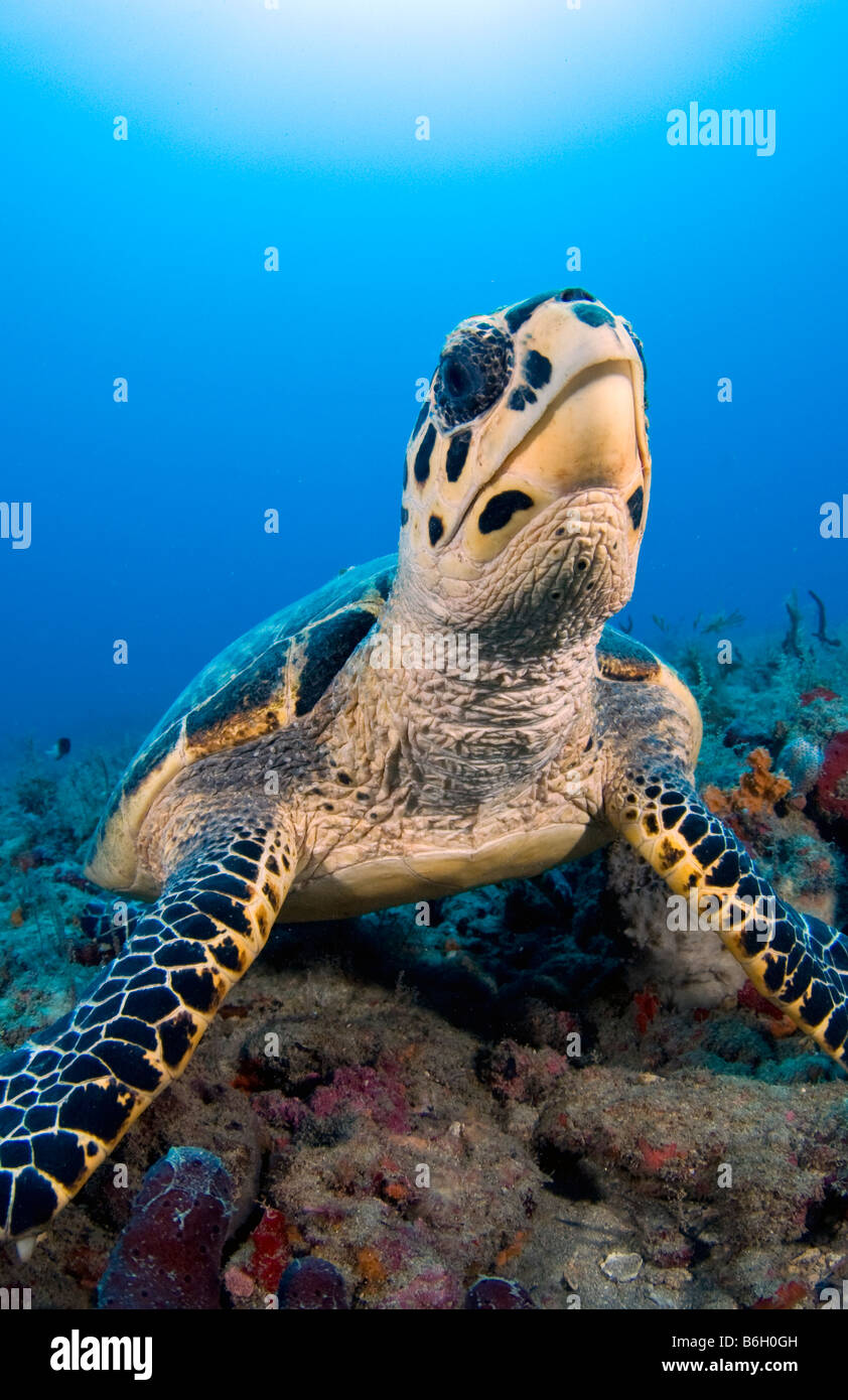 La tortue imbriquée Eretmochelys imbricata tortue de mer à Palm Beach County FL Banque D'Images