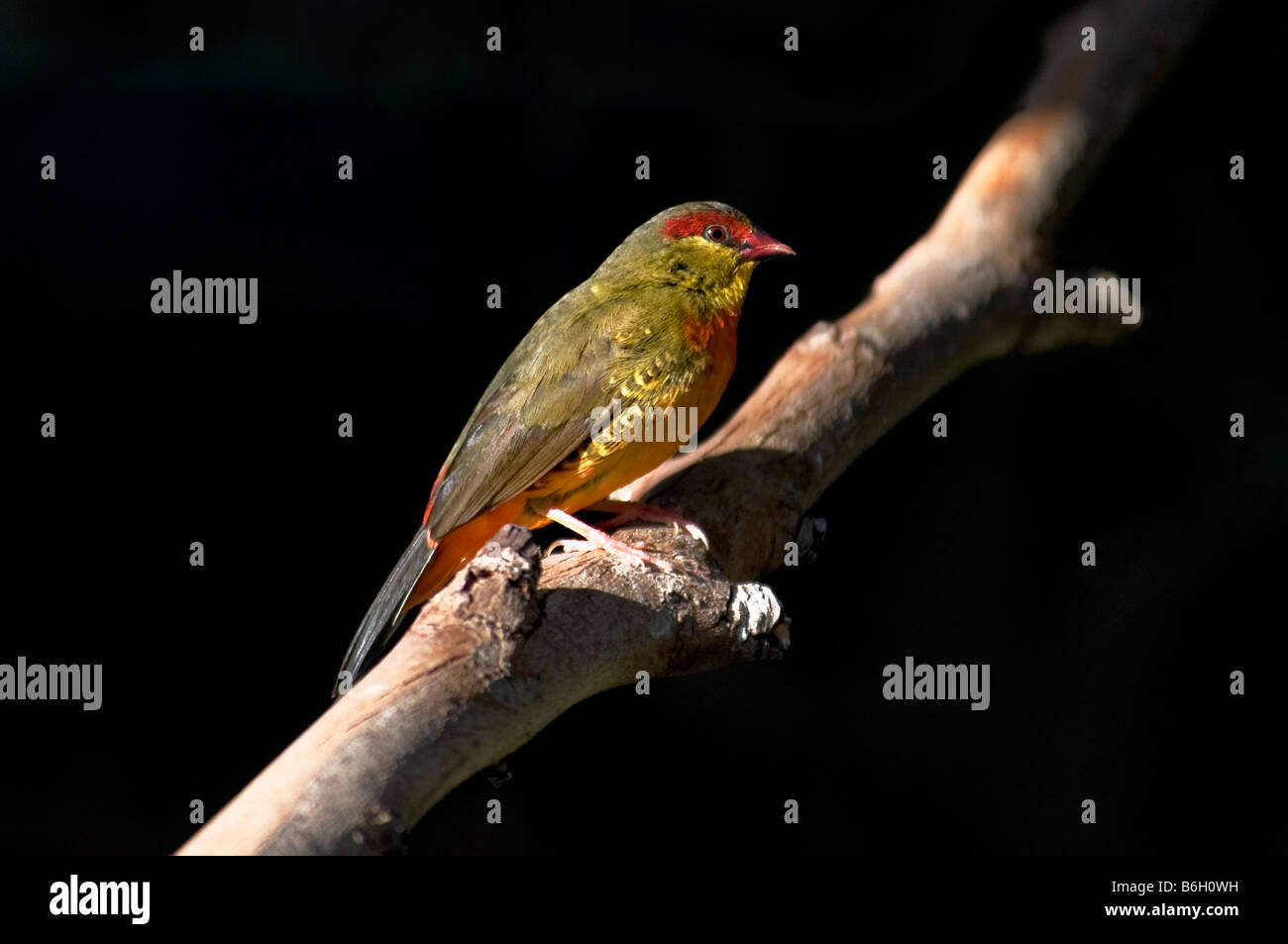 Zebra Waxbill Amandava subflava' 'Finch, homme Banque D'Images
