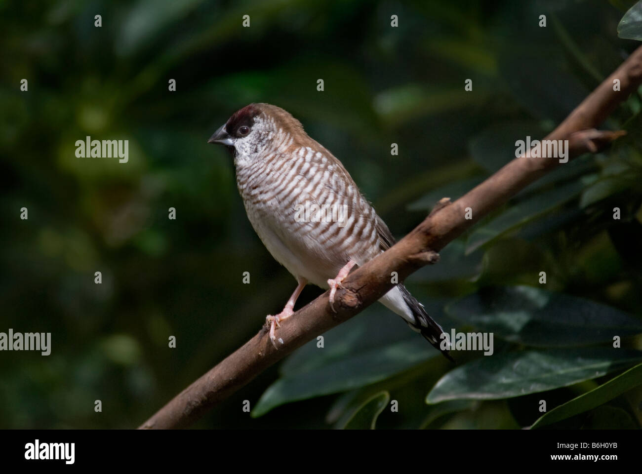 À tête de prune 'Neochmia modesta Finch' Banque D'Images