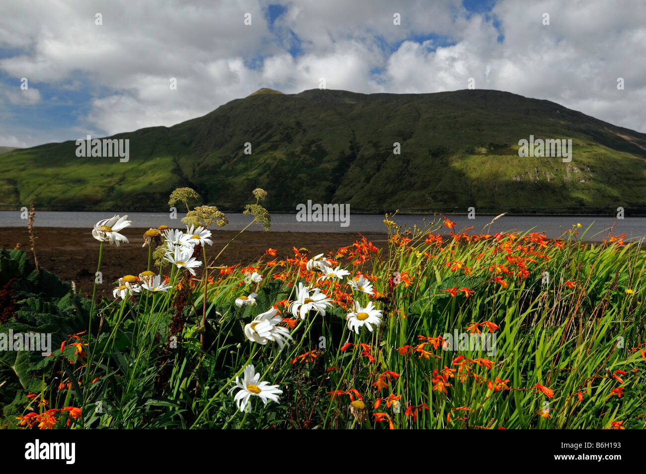 Mweelrea Mountain Killary fjord orange rouge montbretia oxeye daisy bloom border comtés limitrophes d'Irlande Galway Mayo Banque D'Images