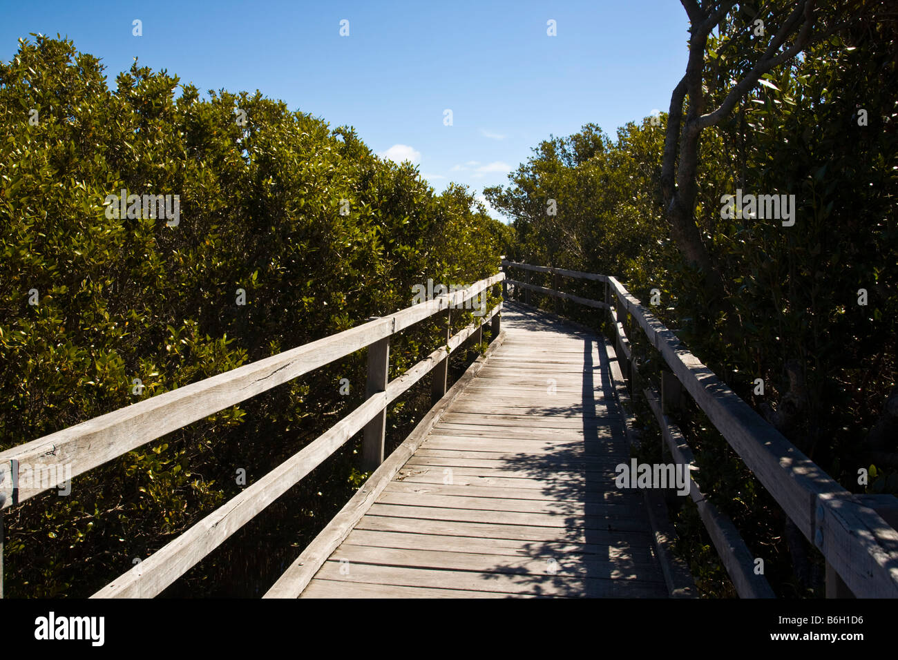 Mangrove Boardwalk Bunbury Banque D'Images