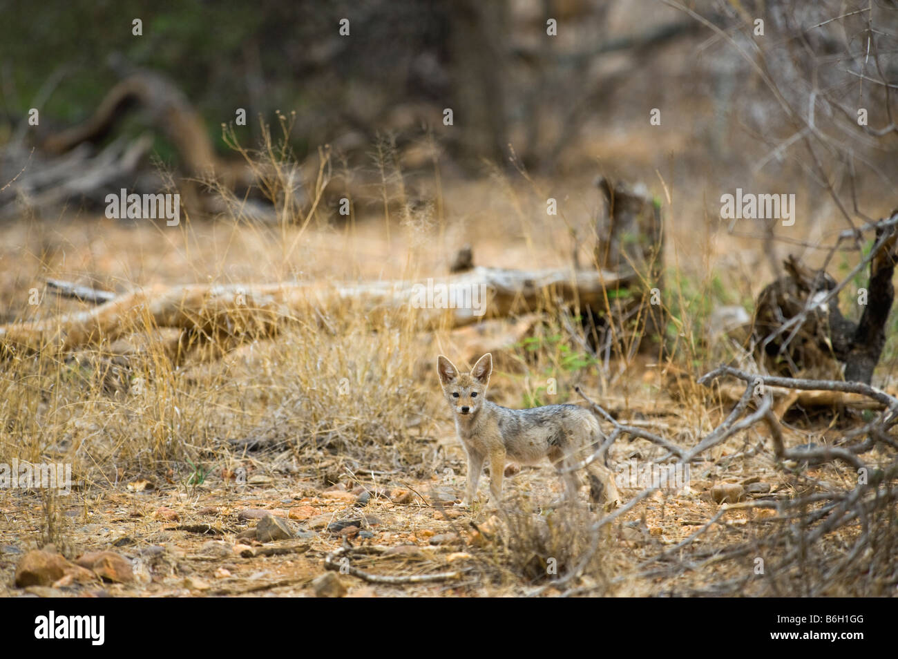 L'état sauvage des animaux bébé chacal à dos noir en attente d'MESOMELUS CANUS cub jeune mère nourrisson africana au sud-Afrika afrique du sud fo Banque D'Images