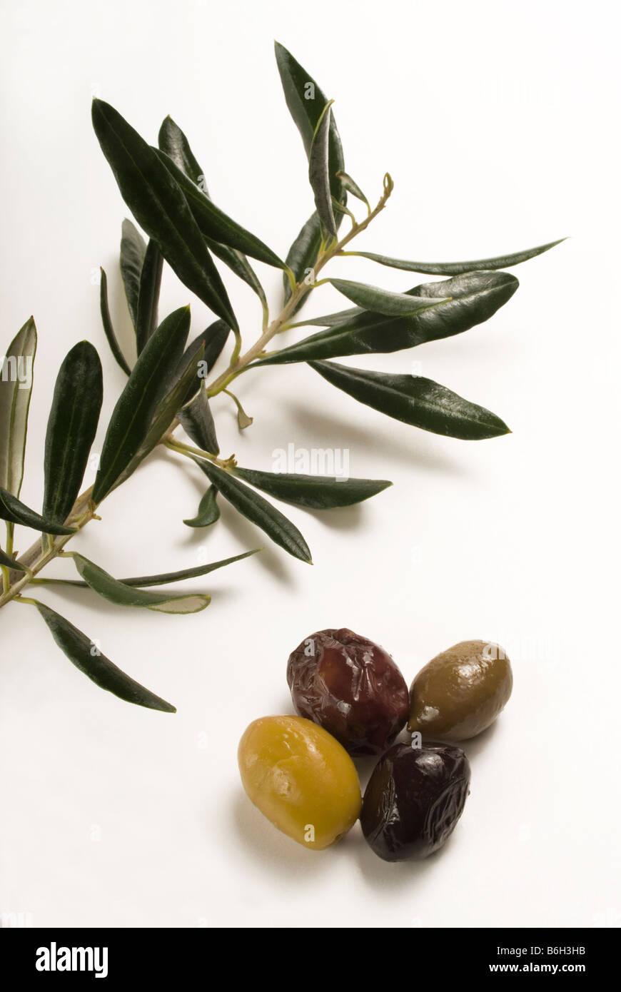 Olives et olive branch Banque D'Images