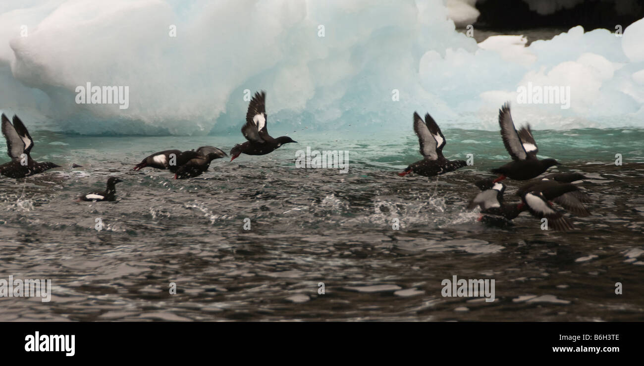 Guillemot Banque D'Images