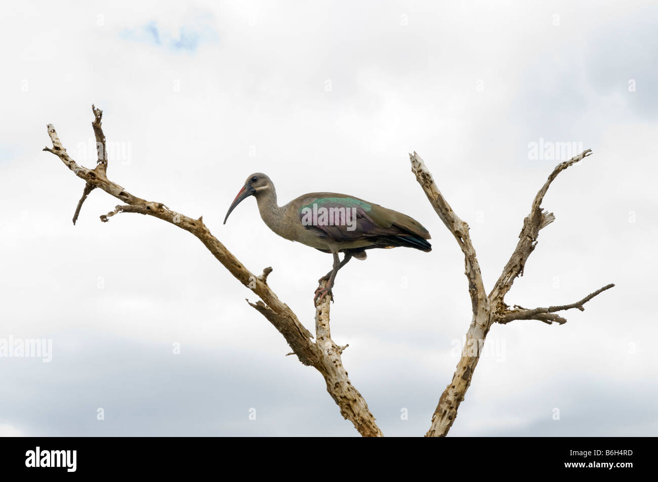 La faune sauvage Hadeda Ibis Bostrychia hagedash Direction générale de l'Afrique australe assis sur fond uni ciel long blanc de-panneaux bill w Banque D'Images