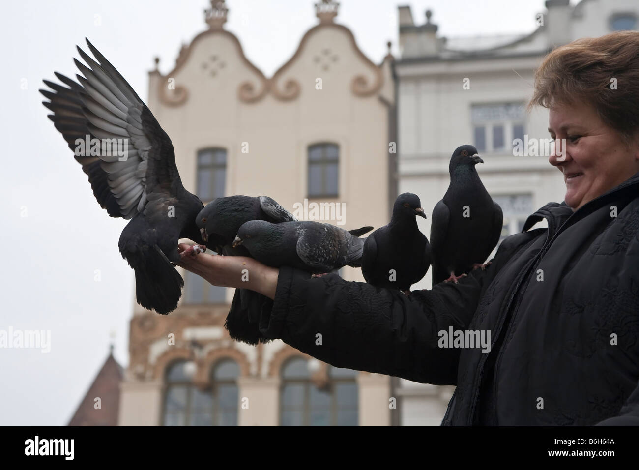 Les pigeons manger à l'extérieur d'une main de femme. Banque D'Images