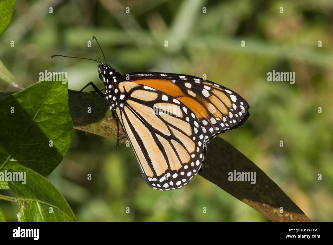Papillon monarque, Danaus gilippus, dans le parc national des Everglades en Floride Banque D'Images