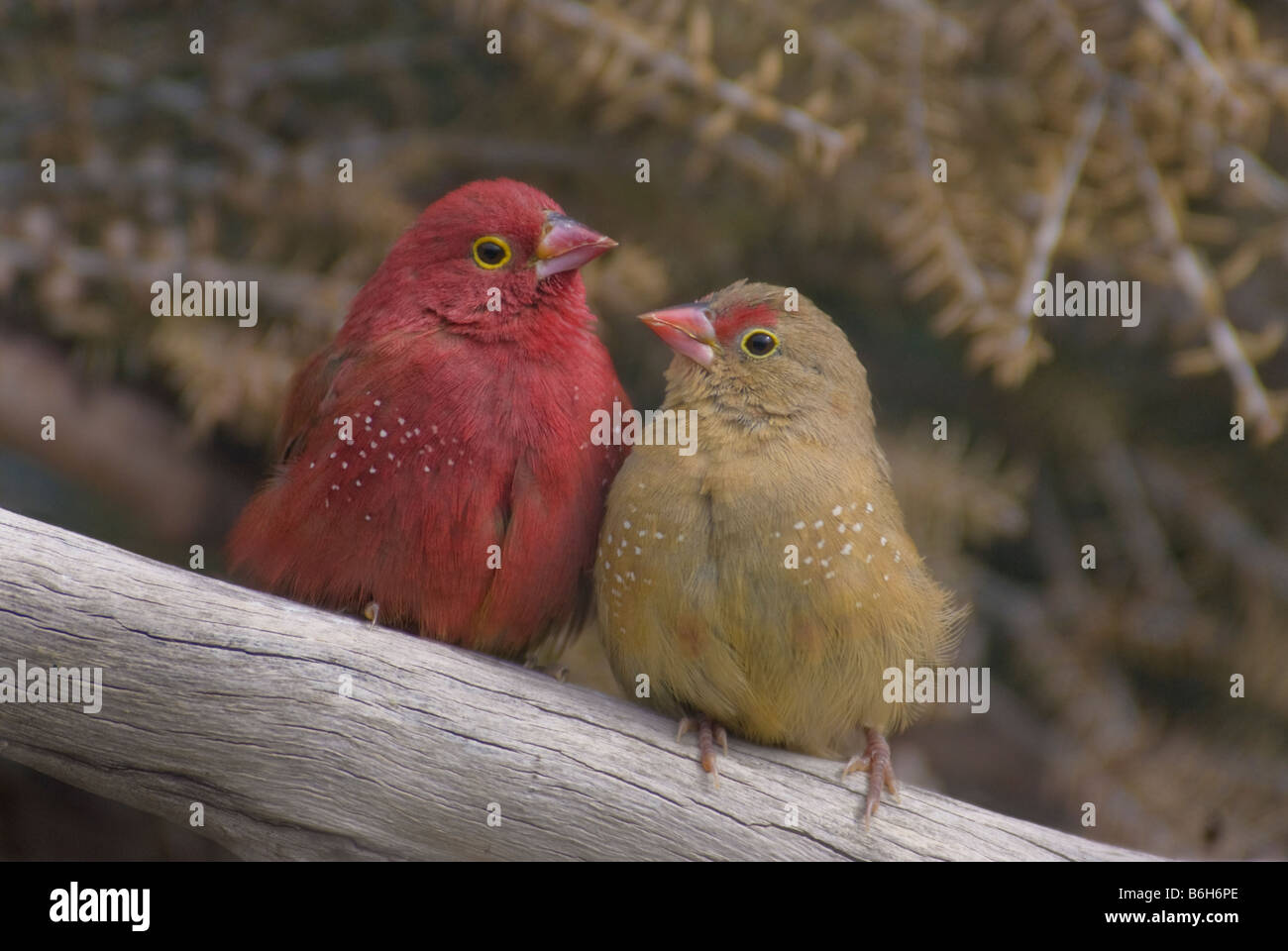 Red-billed Firefinch Lagonosticta senegala 'paire' Banque D'Images