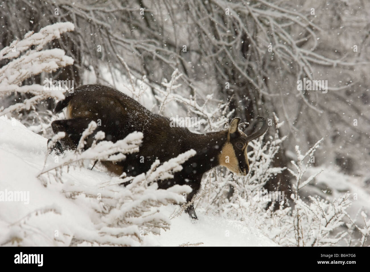 Chamois Rupicapra rupicapra camoscio montagne neige neige mammifères exécuter mammiferi neve montagna Valnoney Cogne Parco Nazionale Gr Banque D'Images