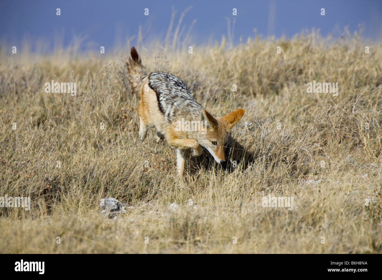 Silverbacked Jackal La chasse les rongeurs, Etosha National Park, Namibie Banque D'Images