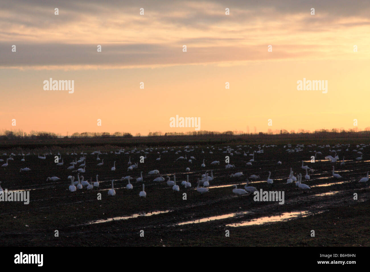 Un coucher du soleil avec fenland un troupeau de cygnes avec hivernage dans les domaines de l'alimentation Banque D'Images