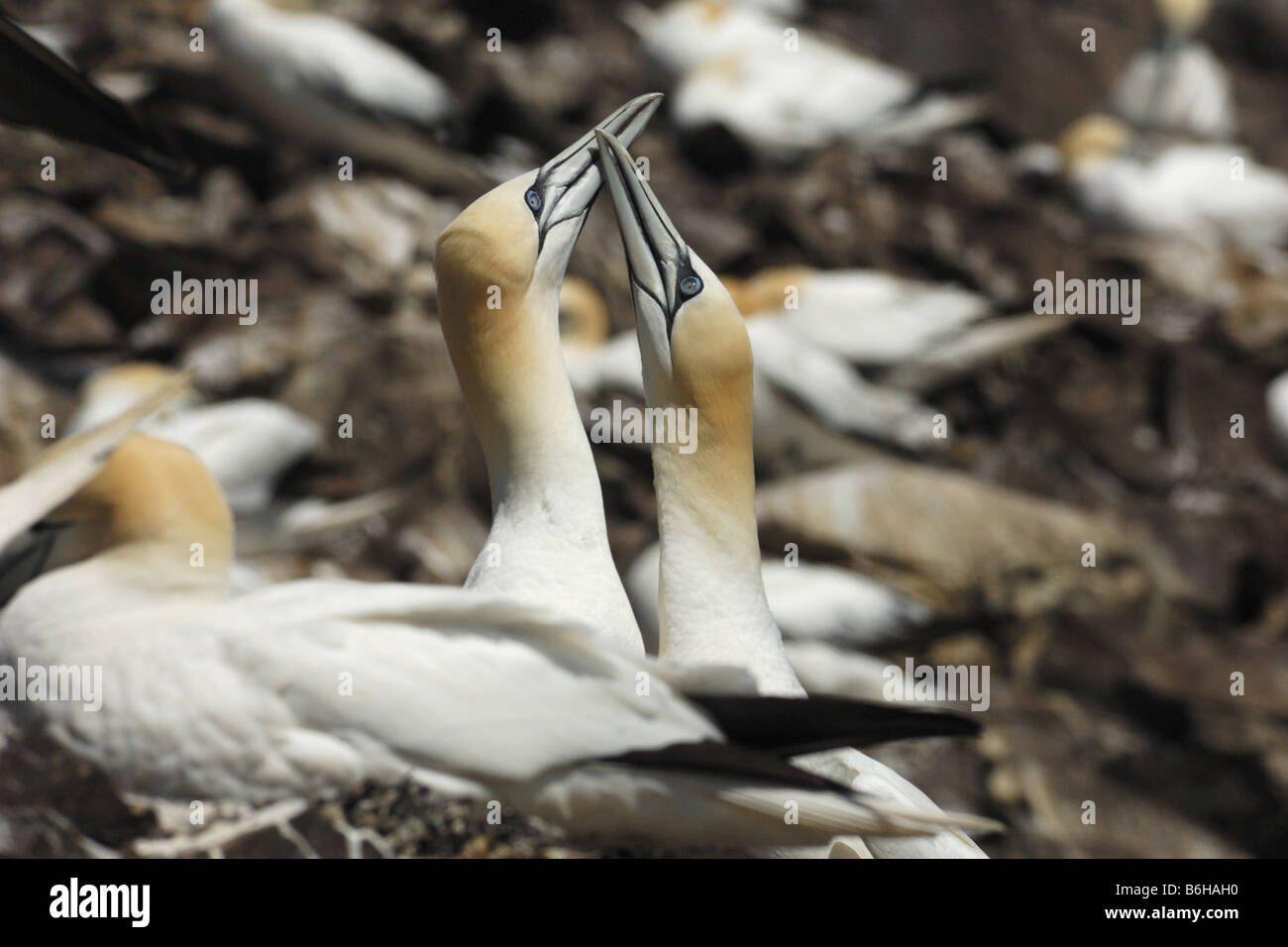 Sula Sula bassana cour pelicaniformi corteggiamento bobby bassan oiseaux uccelli vol falaise scogliera Bass Rock Edimburgh Ed Banque D'Images