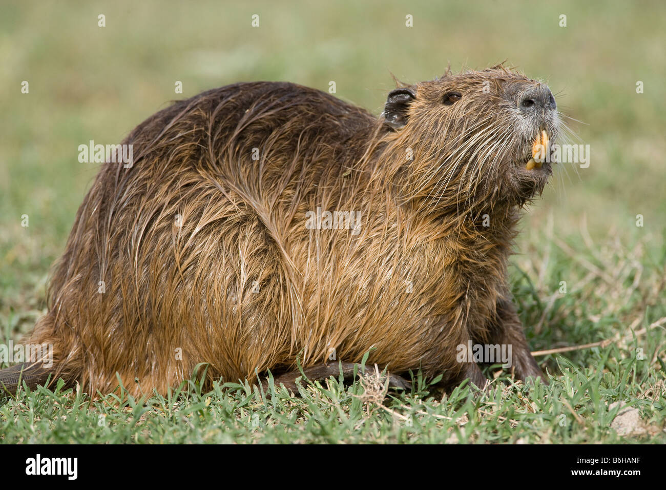 Ragondin (Myocastor coypus), réserve de chasse, le Kenya Sweetwater Banque D'Images