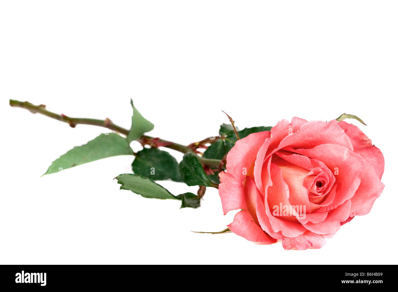 Belle et romantique rose rose isolated on white Banque D'Images