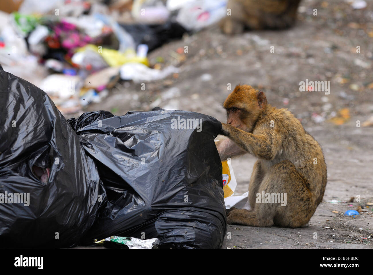 Macaque de Barbarie à l'intermédiaire de sacs à déchets pour l'alimentation Banque D'Images