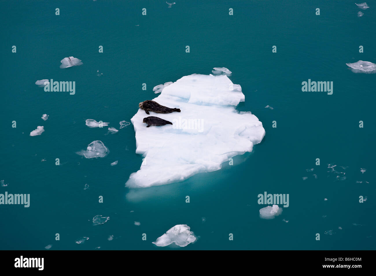 Deux des phoques sur la glace flottante 'Disenchantment Bay' Alaska USA Banque D'Images