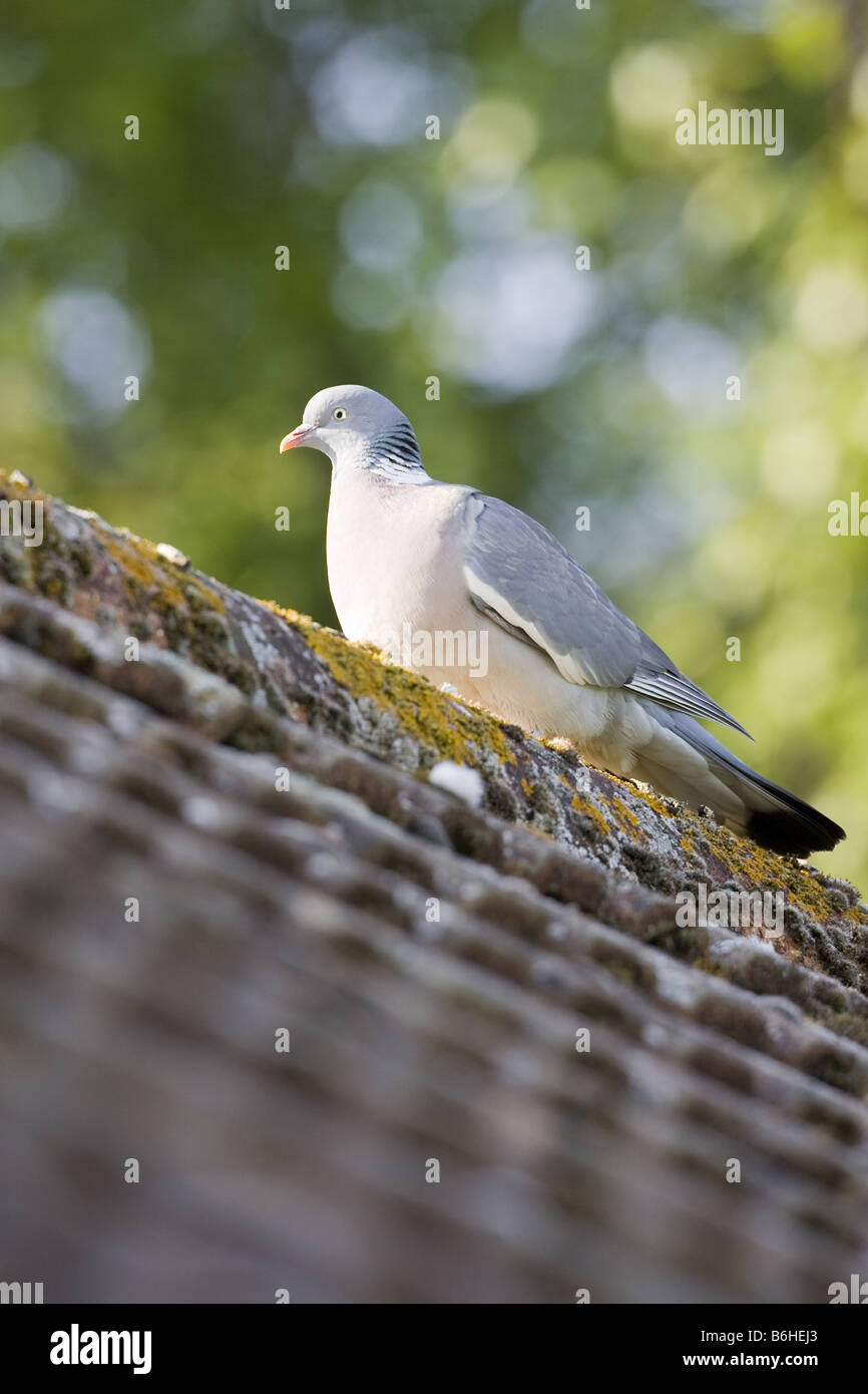 'Bois' 'Pigeon Columba palumbus' sur le toit carrelée Banque D'Images