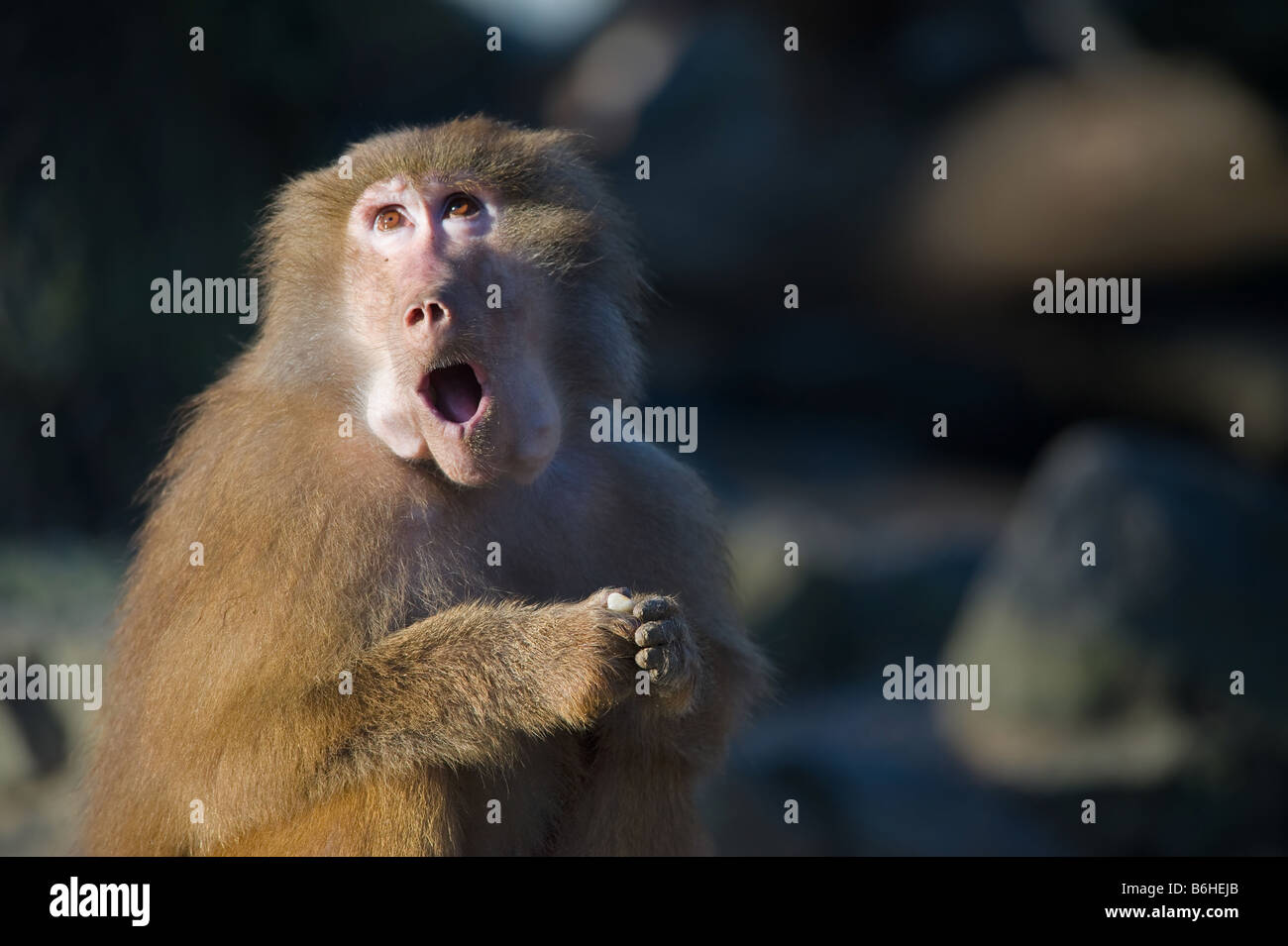 Un drôle de singe babouin à la surprise Banque D'Images