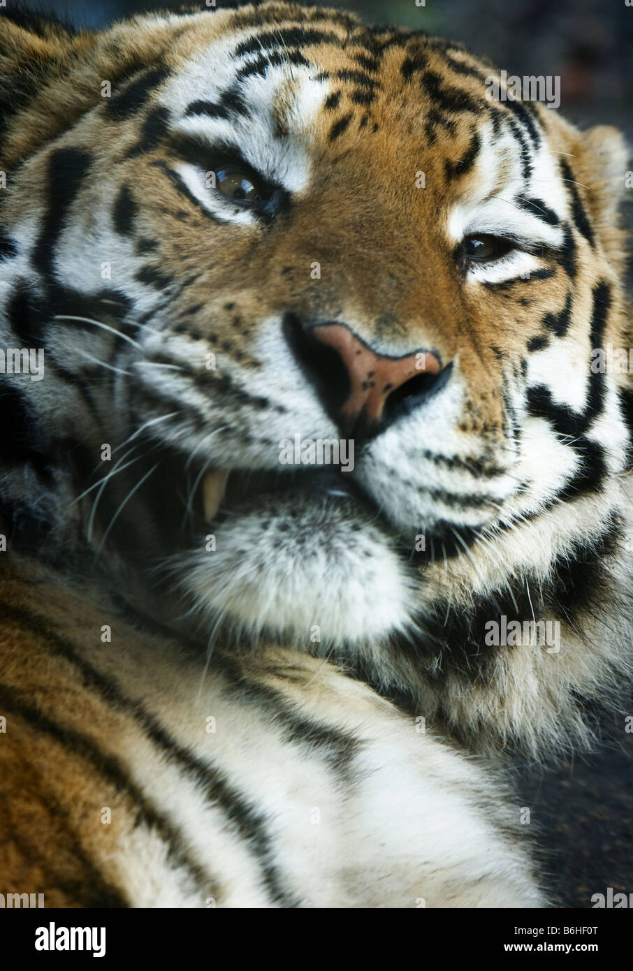 Close up of a tiger regardant la caméra Banque D'Images
