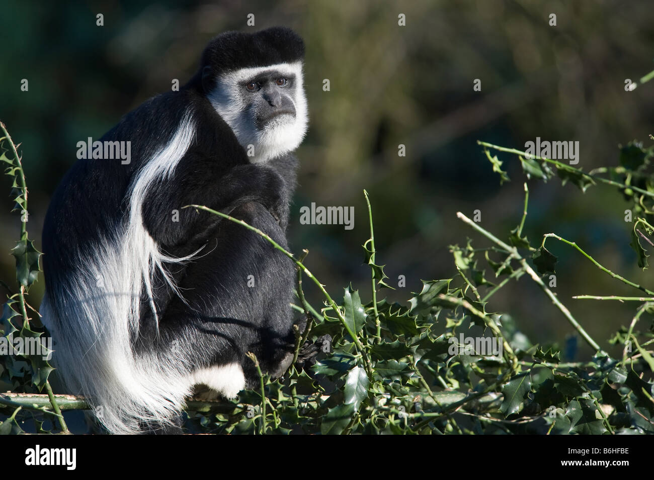 Close up of a Black and white Colobus guereza colobus monkey Banque D'Images