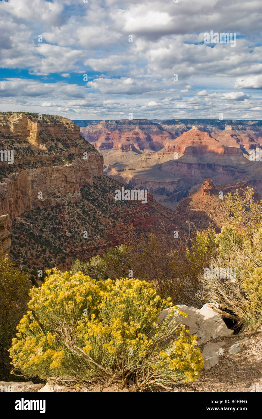 Fleur jaune le long de South Rim du Grand Canyon en Arizona Banque D'Images