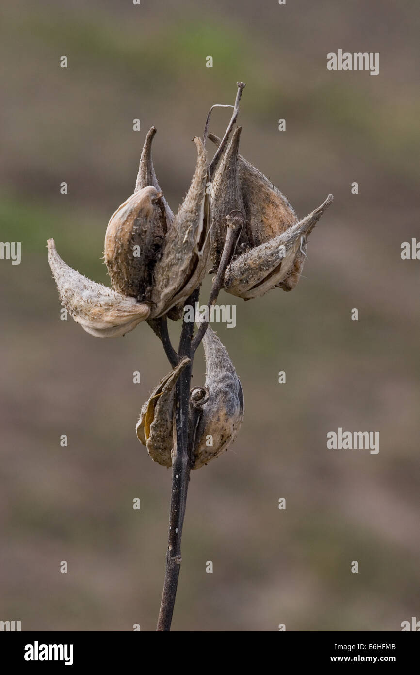 Les gousses séchées d'une plante des mauvaises herbes du lait en hiver l'ASCLÉPIADE (Asclepias purpurascens violet Banque D'Images