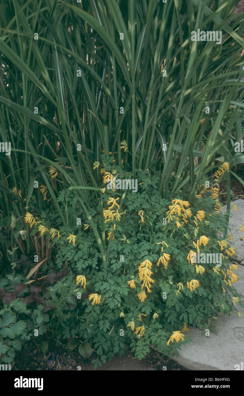 L'herbe et Zebra Corydalis dans jardin d'été. Banque D'Images