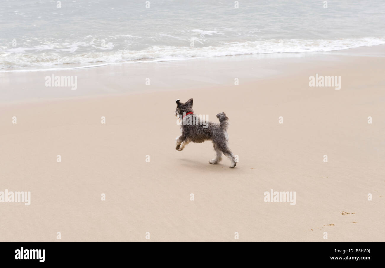 Editorial chien qui court sur perranproth cornwall beach Banque D'Images