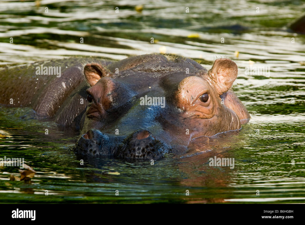 Hippo avec tête de l'eau Banque D'Images