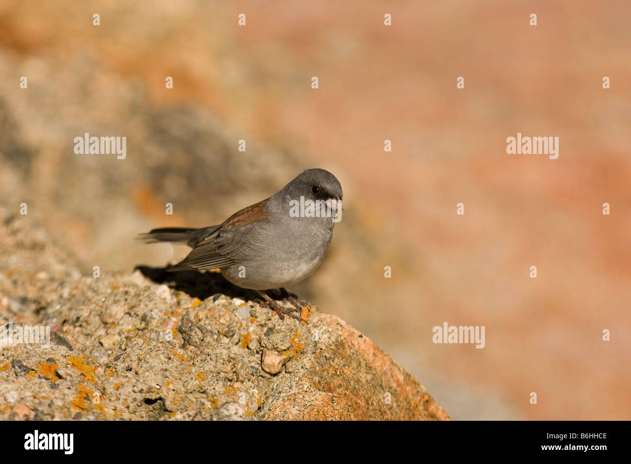 Le Junco ardoisé (Junco hyemalis), de l'ouest, dirigé divers gris Banque D'Images