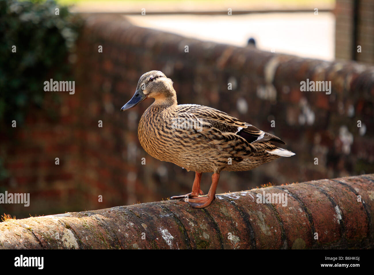 Canard colvert femelle Banque D'Images