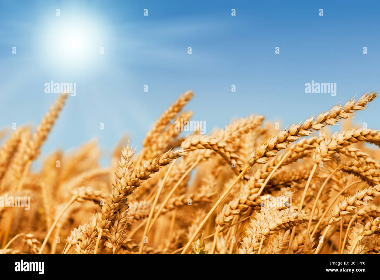 Champ de blé d'or sous un ciel bleu et soleil Banque D'Images